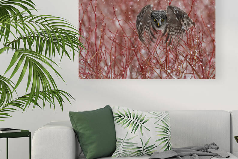 Northern Hawk Owl by Randy Tremblay Photography