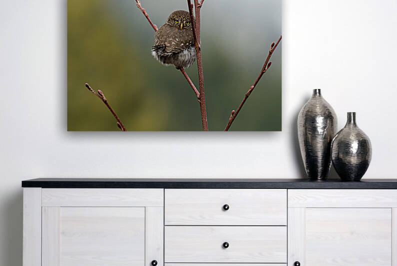 Northern Pygmy Owl by Randy Tremblay Photography