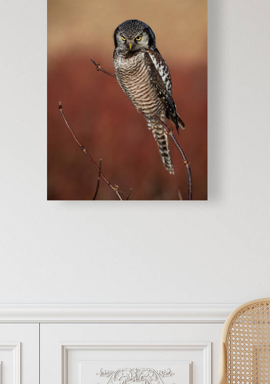 Northern Hawk Owl by Randy Tremblay Photography
