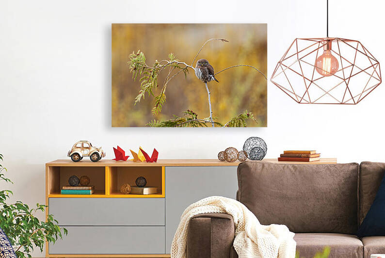 Northern Pygmy Owl by Randy Tremblay Photography