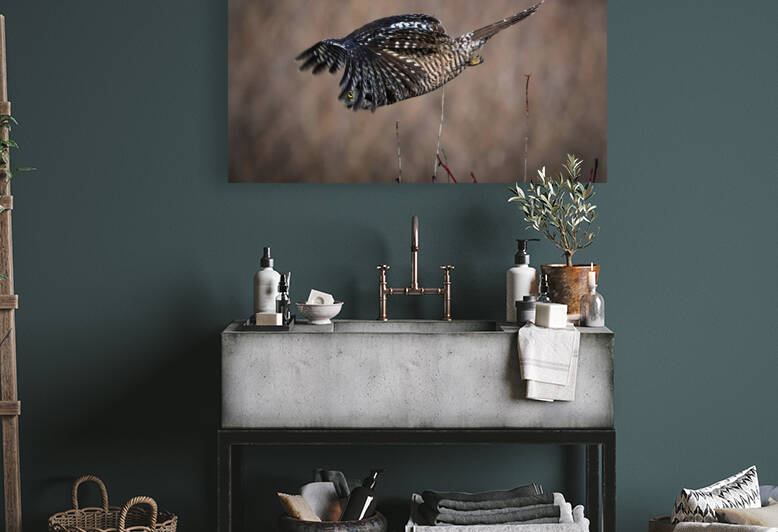 Northern Hawk Owl by Randy Tremblay Photography