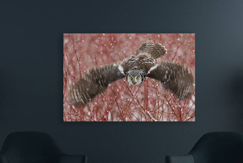 Northern Hawk Owl by Randy Tremblay Photography