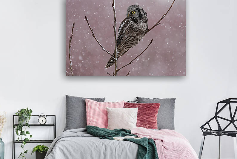 Northern Hawk Owl by Randy Tremblay Photography