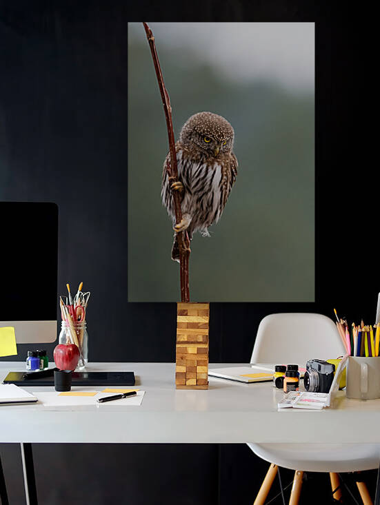 Northern Pygmy Owl by Randy Tremblay Photography