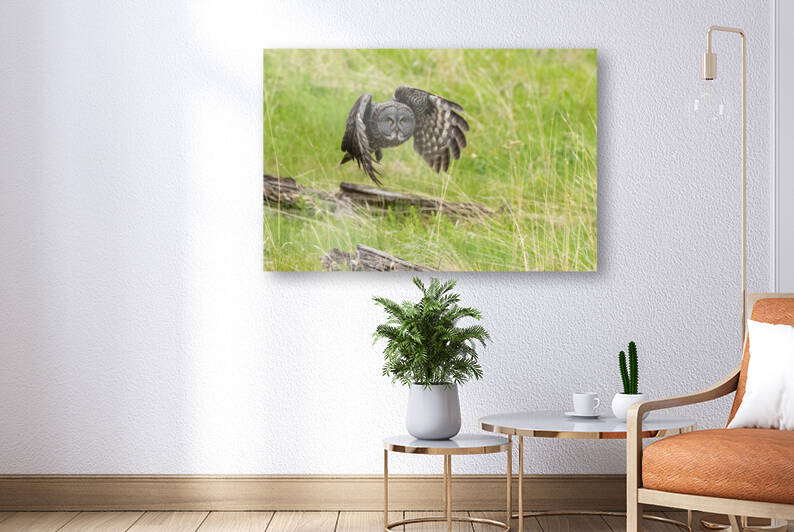 Great Gray Owl by Randy Tremblay Photography