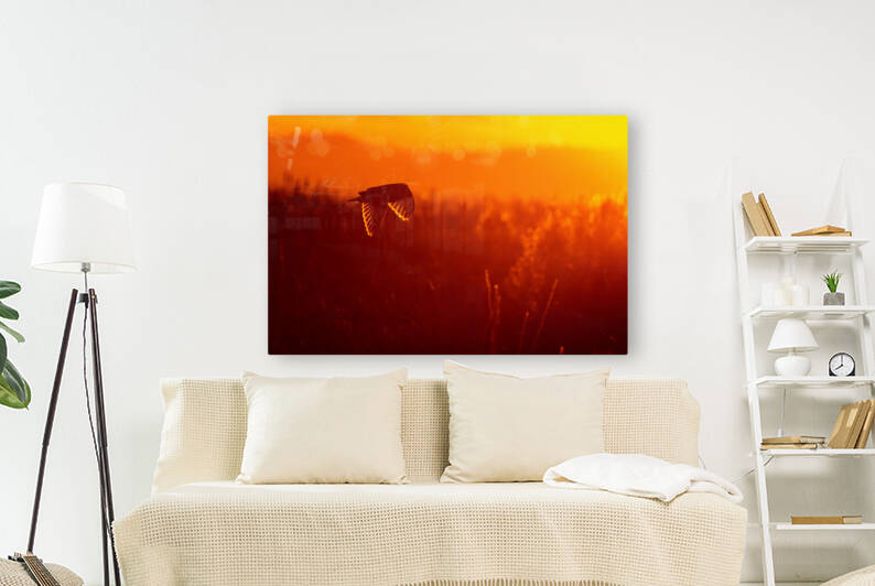 Short-eared Owl by Randy Tremblay Photography