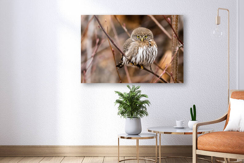 Northern Pygmy Owl by Randy Tremblay Photography