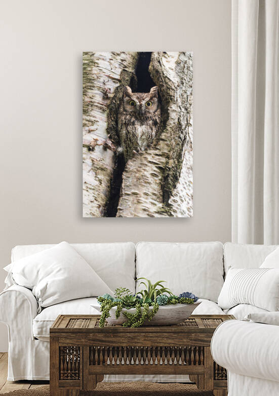 Western Screech Owl by Randy Tremblay Photography