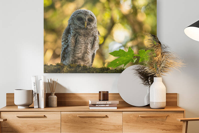 Barred Owl by Randy Tremblay Photography