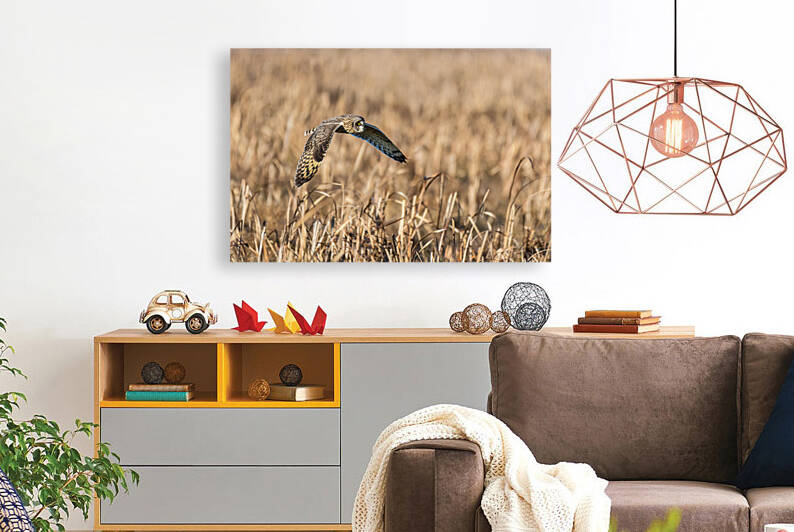 Short-eared Owl by Randy Tremblay Photography