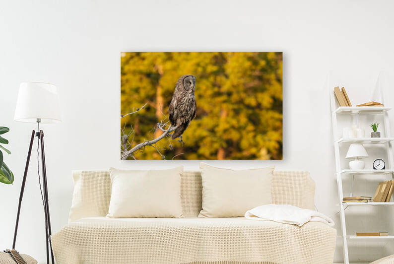 Great Gray Owl by Randy Tremblay Photography