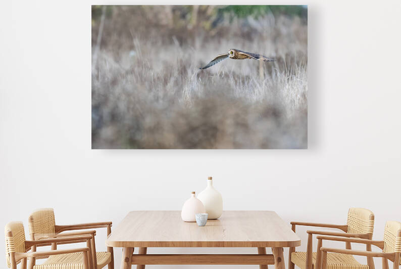 Short-eared Owl by Randy Tremblay Photography