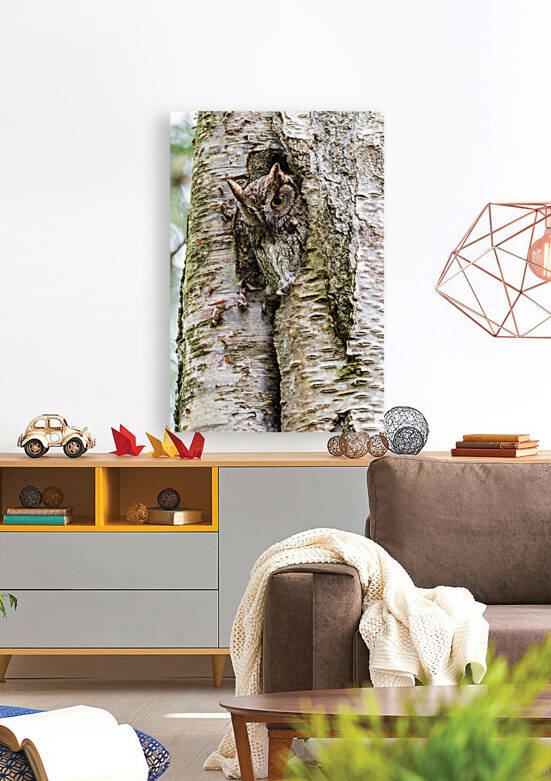 Western Screech Owl by Randy Tremblay Photography