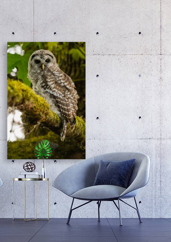 Barred Owlet by Randy Tremblay Photography