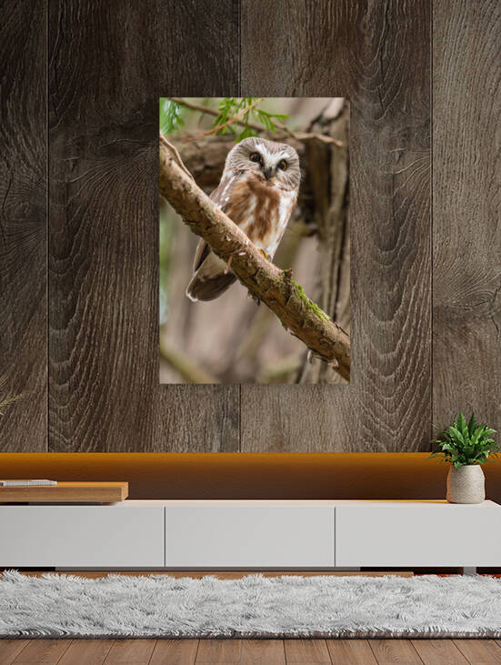 Northern Saw-Whet Owl by Randy Tremblay Photography