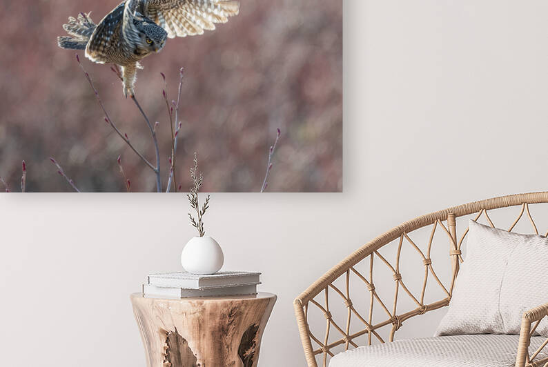 Northern Hawk Owl by Randy Tremblay Photography