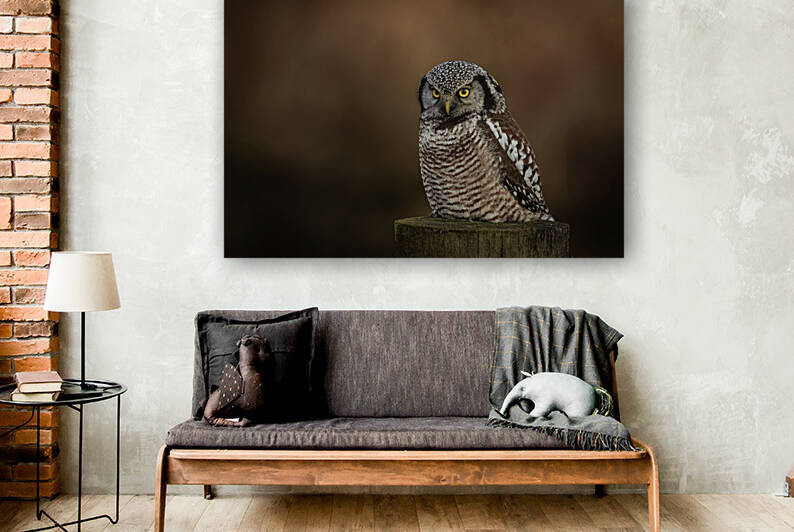 Northern Hawk Owl by Randy Tremblay Photography