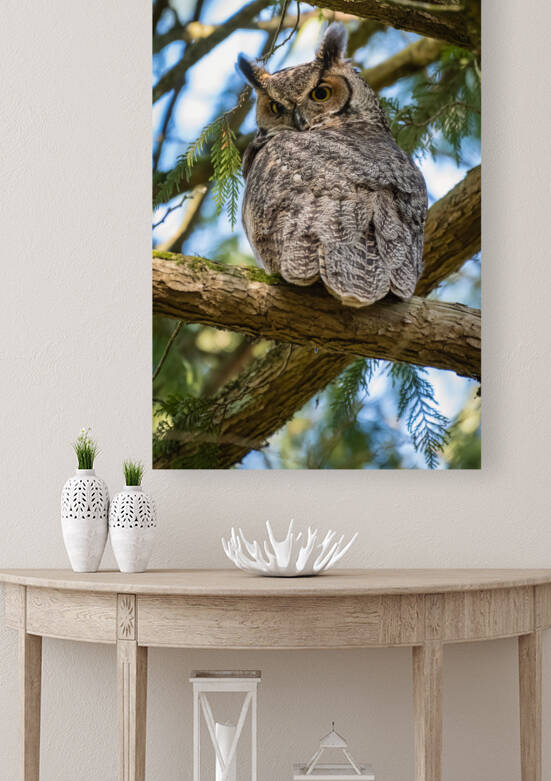 Great Horned Owl by Randy Tremblay Photography