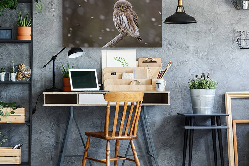 Northern Pygmy Owl by Randy Tremblay Photography
