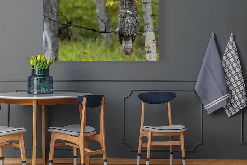 Great Gray Owl by Randy Tremblay Photography