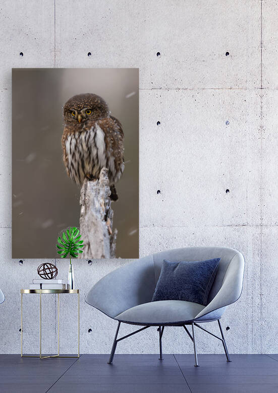 Northern Pygmy Owl by Randy Tremblay Photography