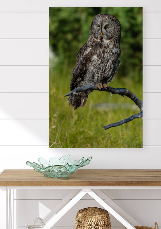 Great Gray Owl by Randy Tremblay Photography