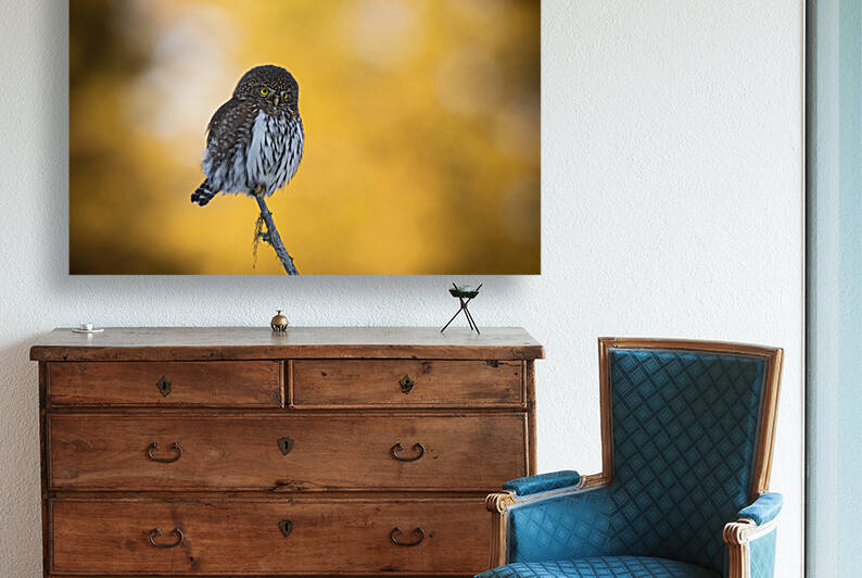 Northern Pygmy Owl by Randy Tremblay Photography