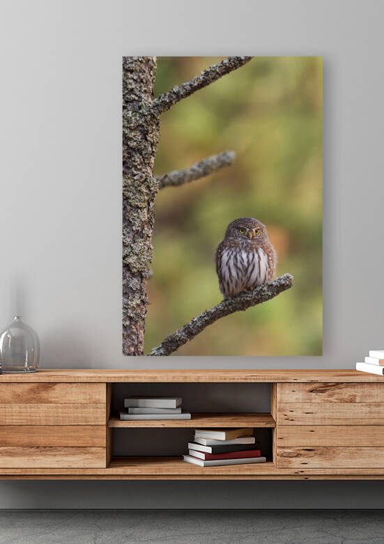 Northern Pygmy Owl by Randy Tremblay Photography