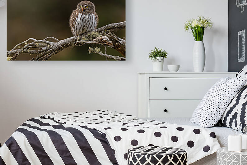 Northern Pygmy Owl by Randy Tremblay Photography