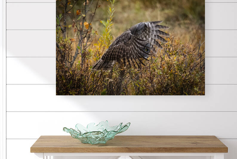 Great Gray Owl by Randy Tremblay Photography