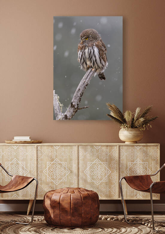Northern Pygmy Owl by Randy Tremblay Photography