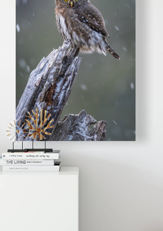 Northern Pygmy Owl by Randy Tremblay Photography