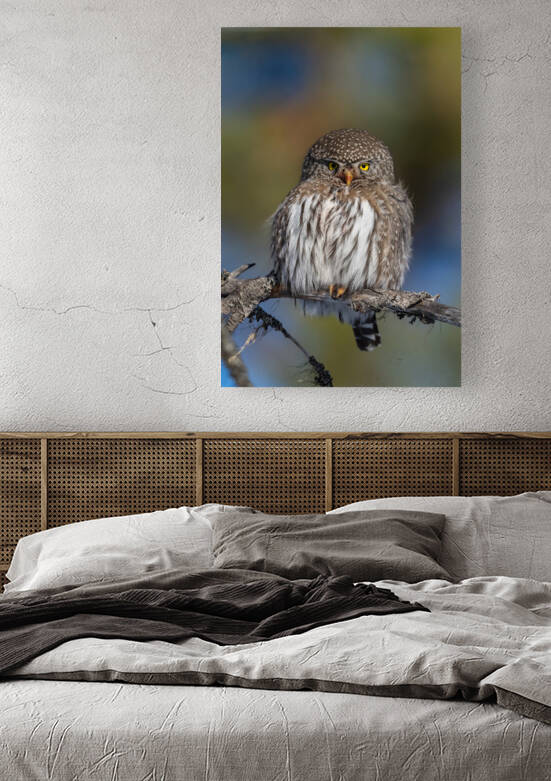 Northern Pygmy Owl by Randy Tremblay Photography