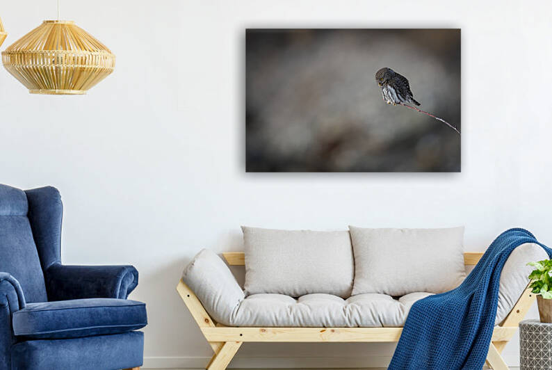 Northern Pygmy Owl by Randy Tremblay Photography