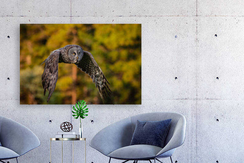 Great Gray Owl by Randy Tremblay Photography