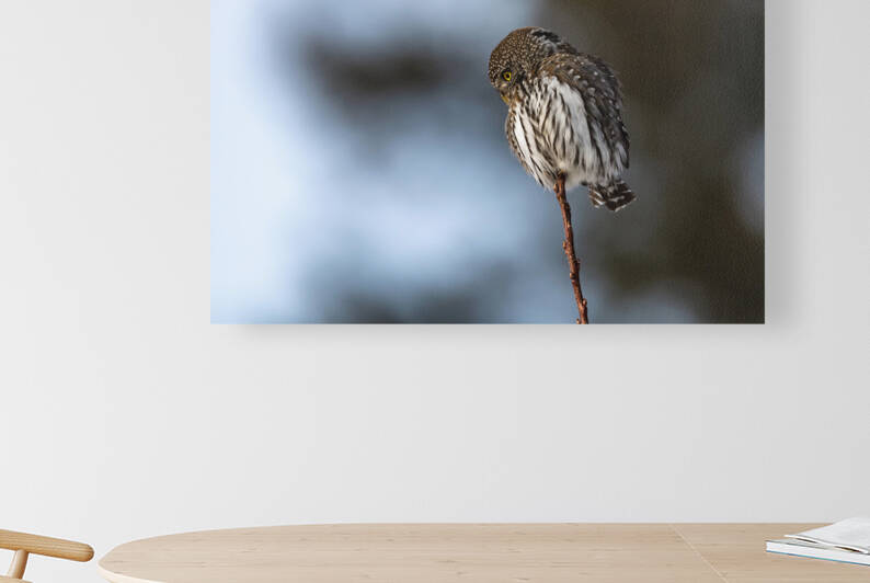 Northern Pygmy Owl by Randy Tremblay Photography