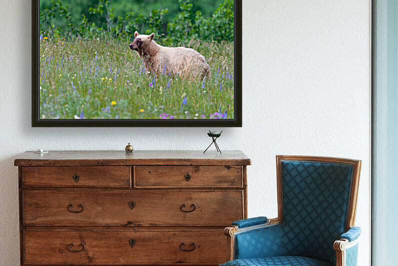 Black Bear by Randy Tremblay Photography