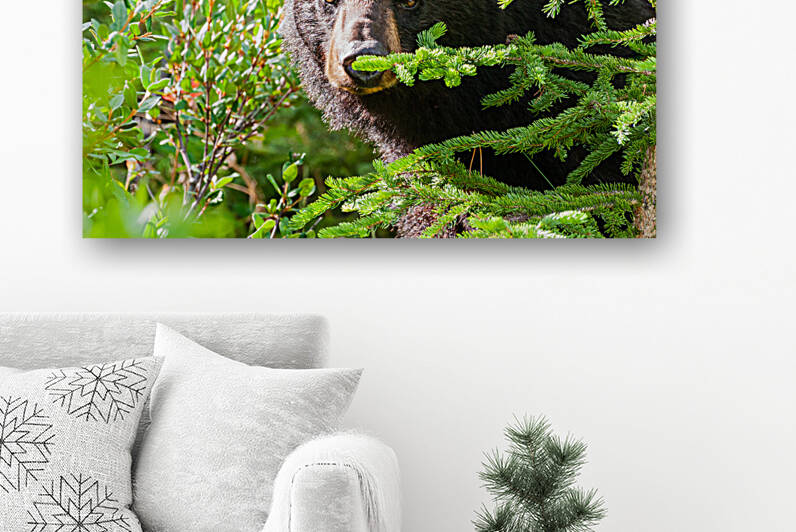 Black Bear by Randy Tremblay Photography