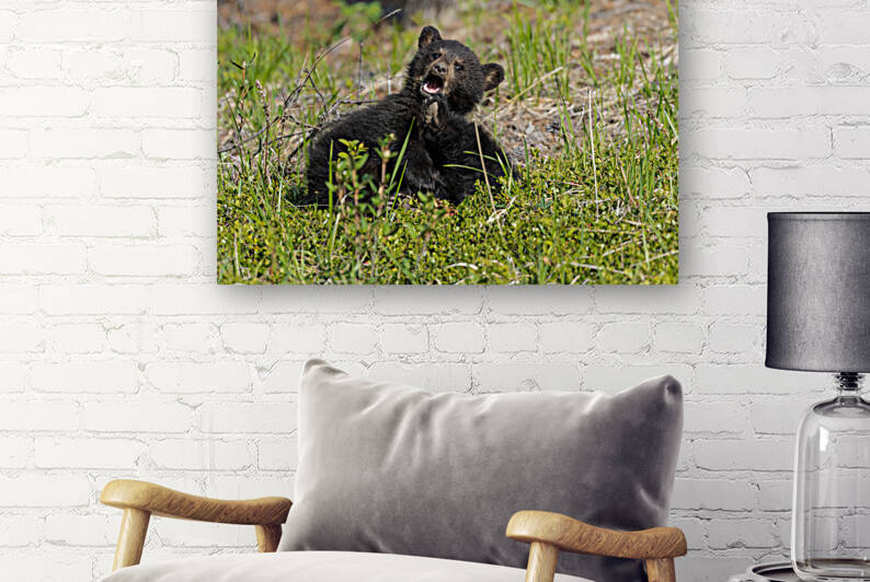 Black Bear Cubs by Randy Tremblay Photography