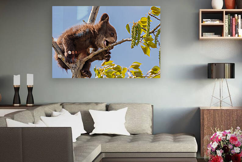 Black Bear Cub by Randy Tremblay Photography