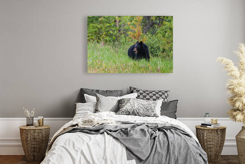 Black Bear by Randy Tremblay Photography