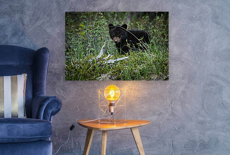 Black Bear Cub by Randy Tremblay Photography