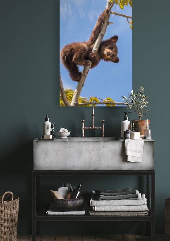 Black Bear Cub by Randy Tremblay Photography