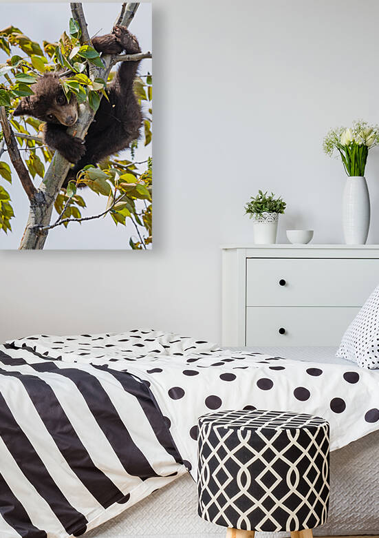 Black Bear Cub by Randy Tremblay Photography