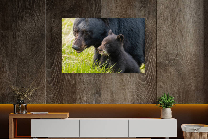Black Bear Sow with Cub by Randy Tremblay Photography