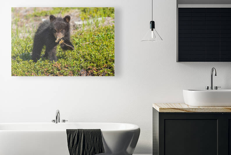 Black Bear Cub by Randy Tremblay Photography