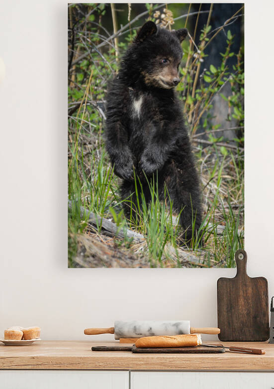 Black Bear Cub by Randy Tremblay Photography