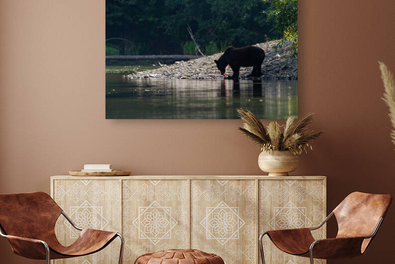 Grizzly Sow by Randy Tremblay Photography