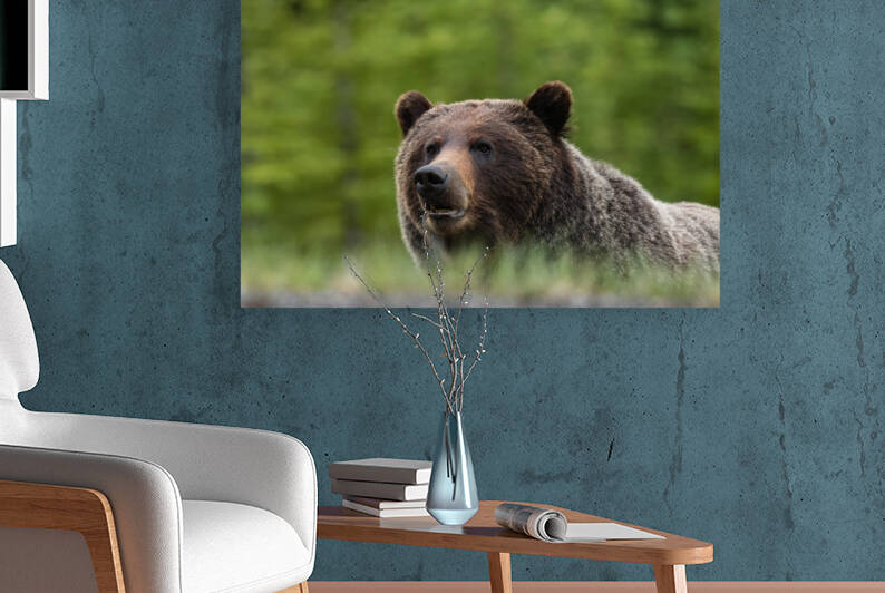 Grizzly Boar by Randy Tremblay Photography