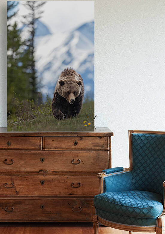 Grizzly Boar by Randy Tremblay Photography